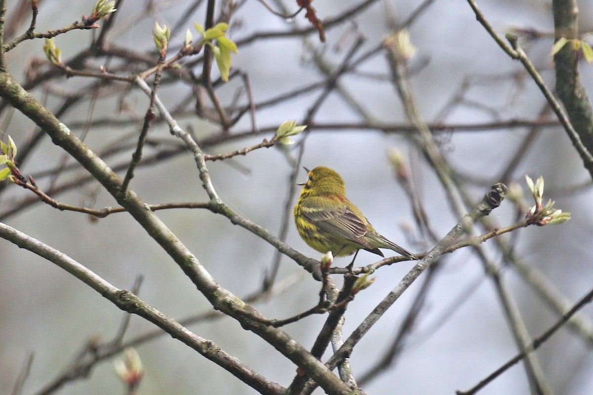 Prairie Warbler - ML228475151