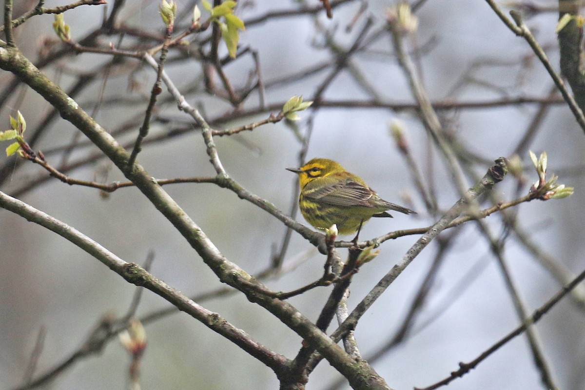 Prairie Warbler - ML228475171