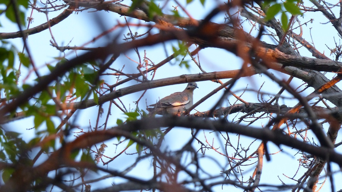 White-winged Dove - ML228475461