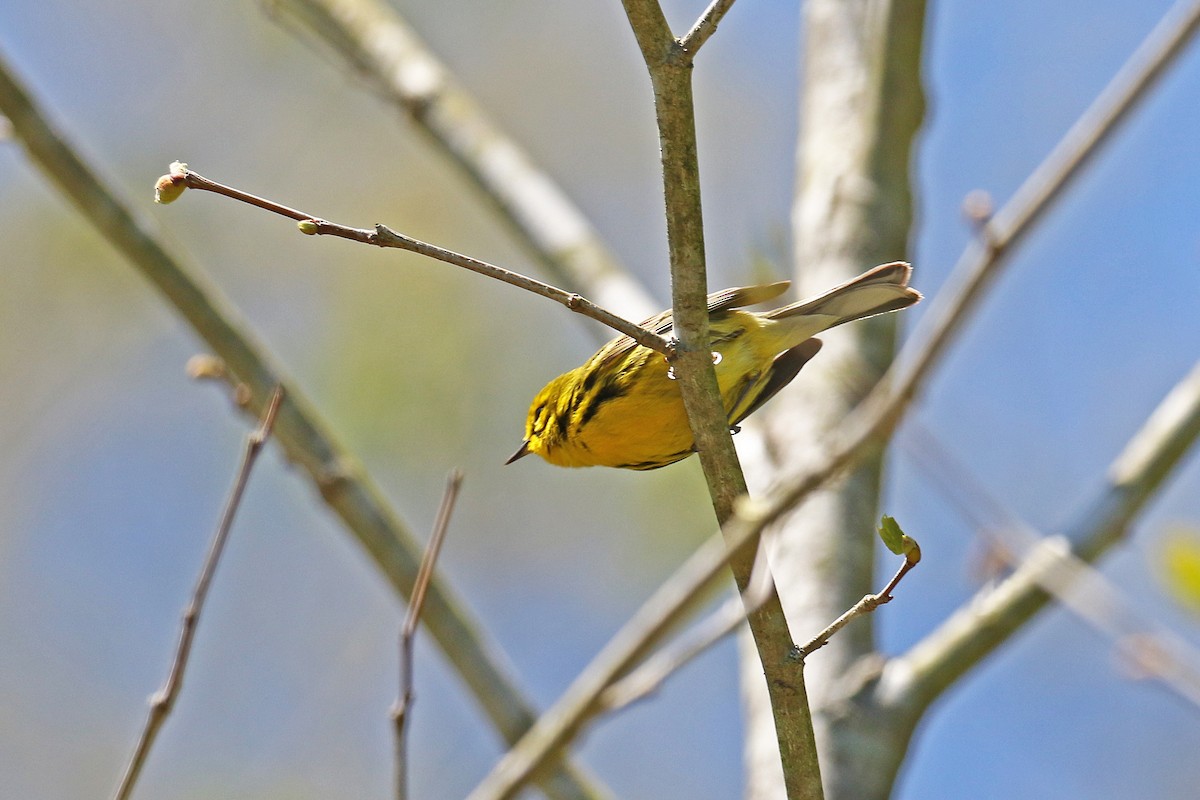 Prairie Warbler - ML228475591