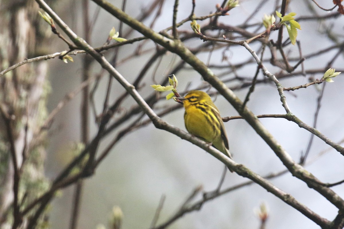 Prairie Warbler - ML228475611