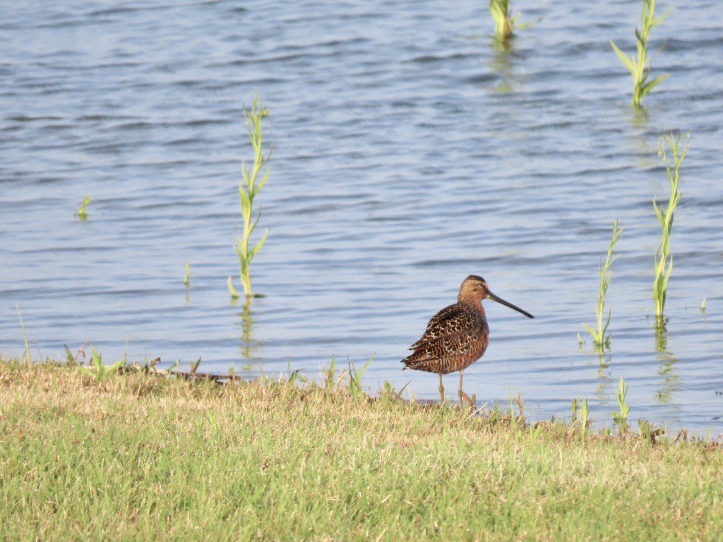 Long-billed Dowitcher - ML228475681
