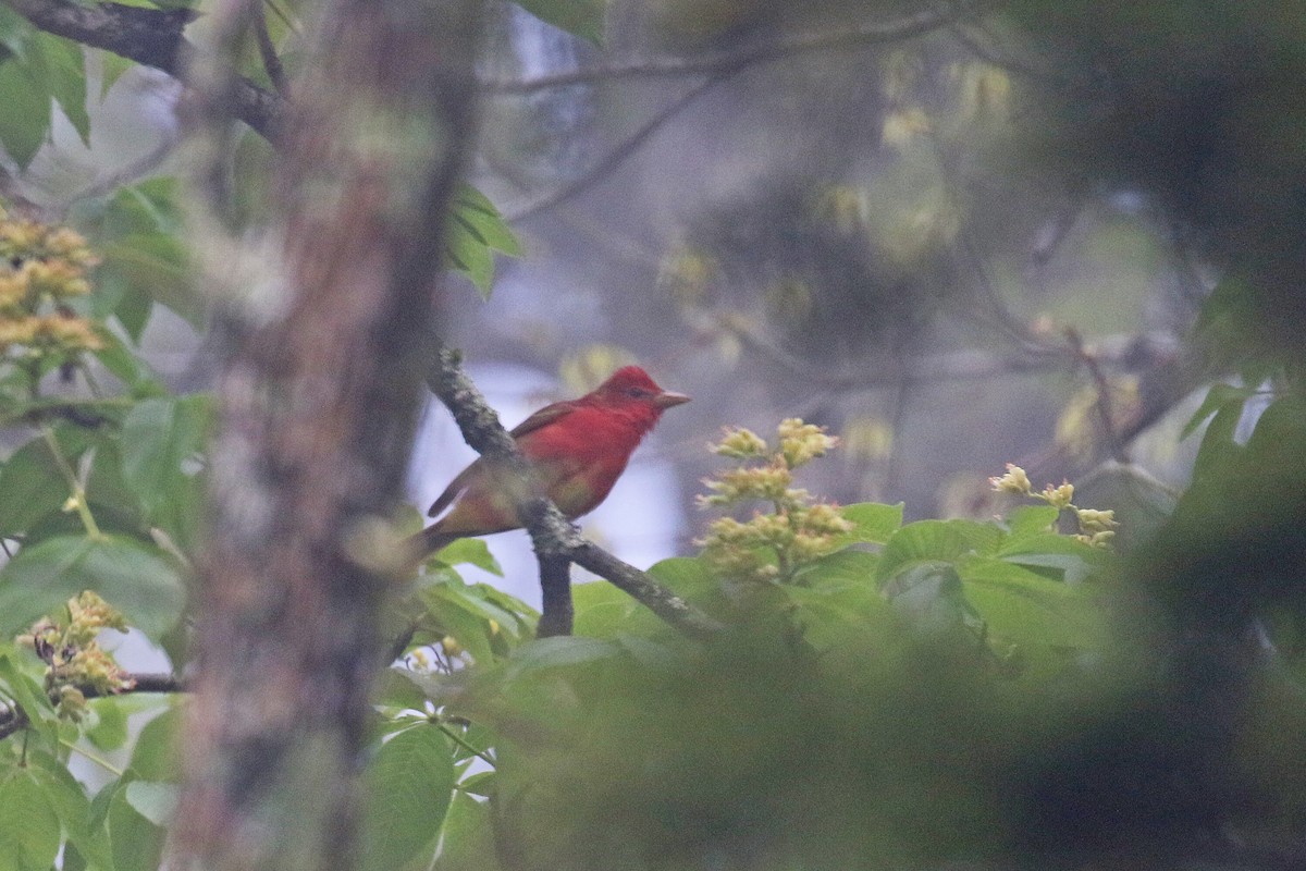 Summer Tanager - ML228476331