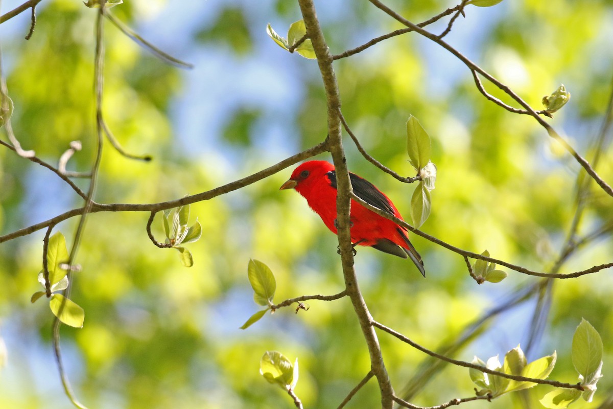 Scarlet Tanager - ML228476411