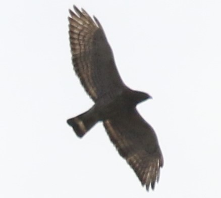 Broad-winged Hawk - ML228476421