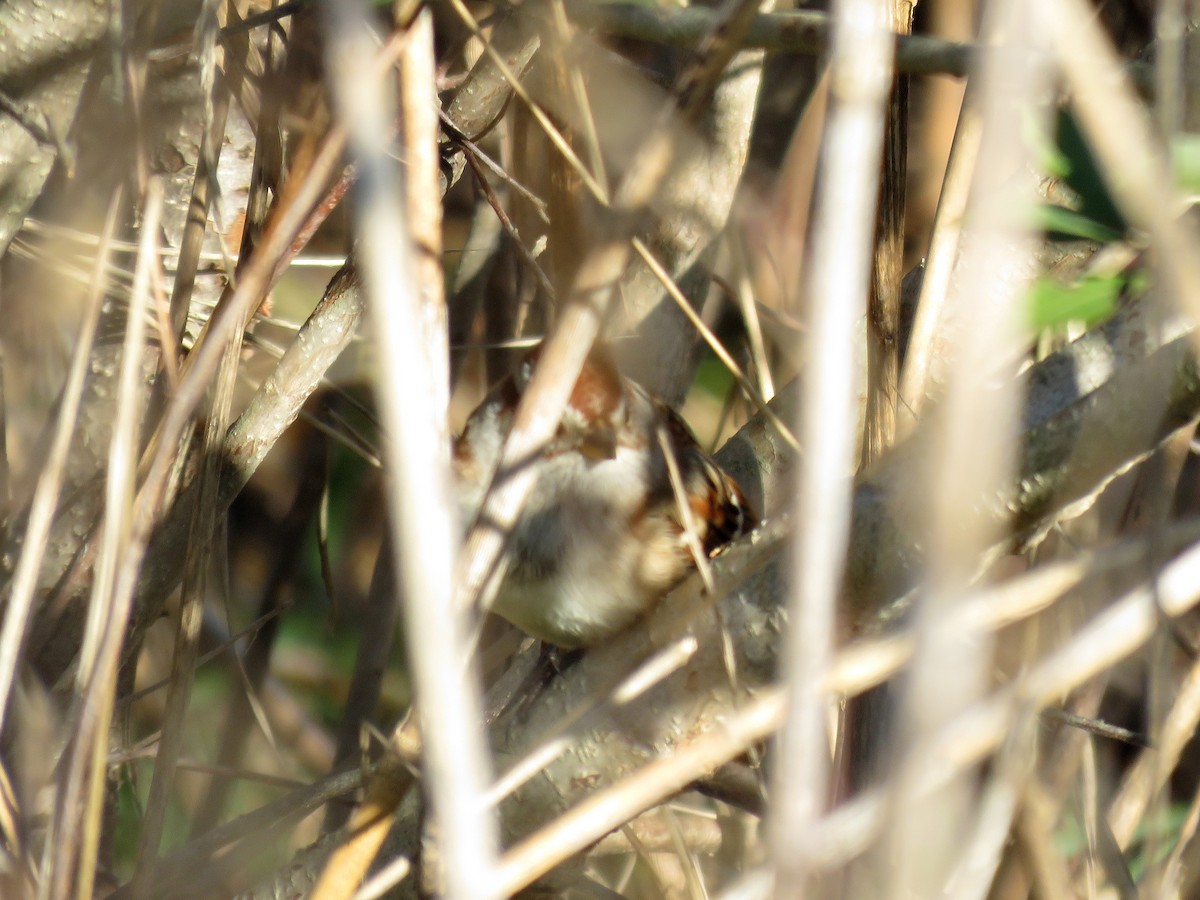 American Tree Sparrow - ML22847891
