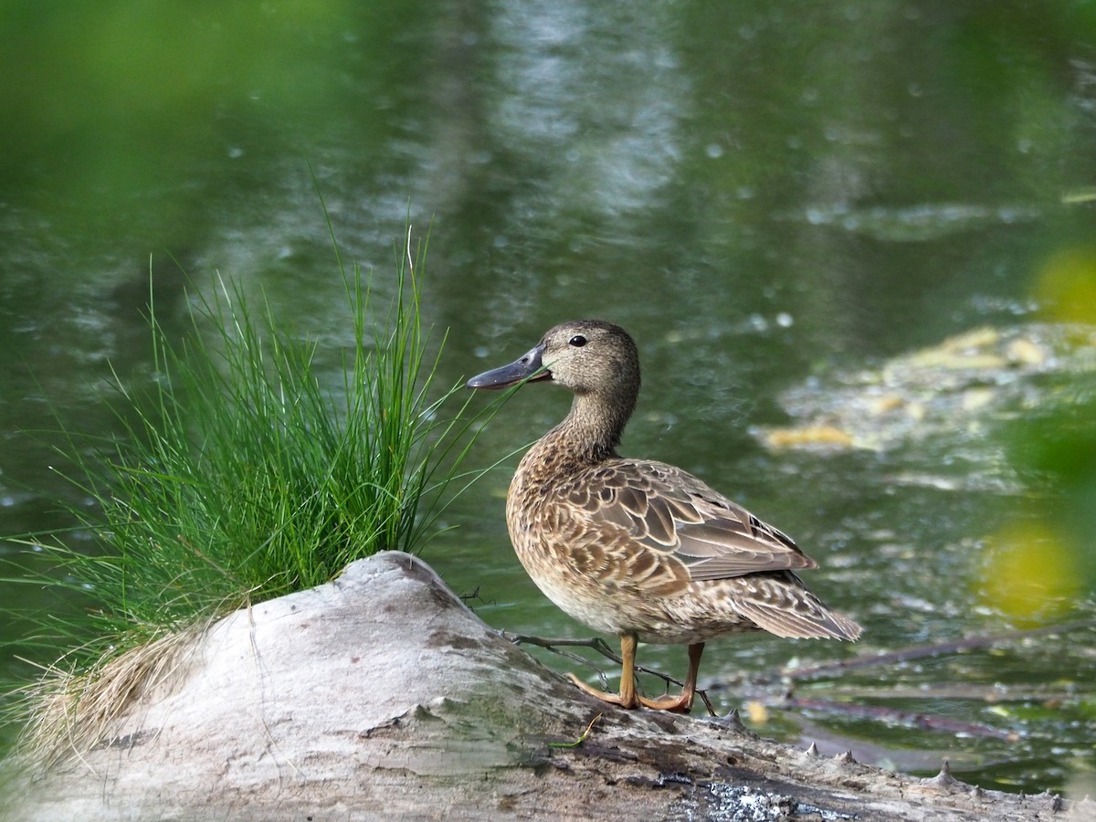 Cinnamon Teal - ML228478961