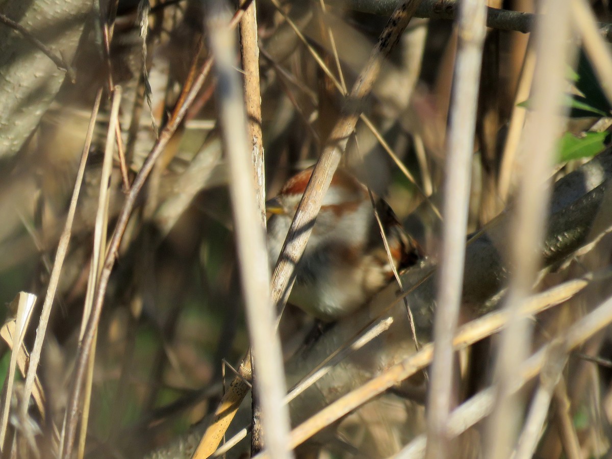 American Tree Sparrow - ML22847901