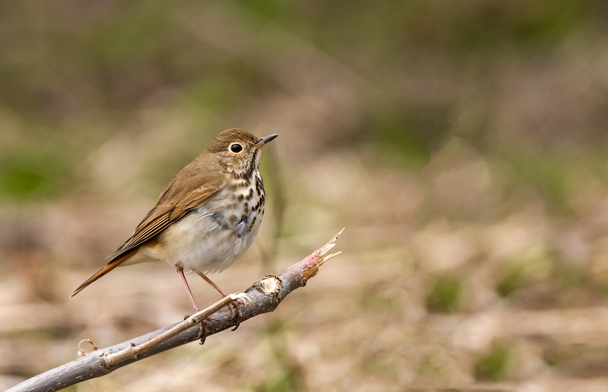 Hermit Thrush - ML228479061