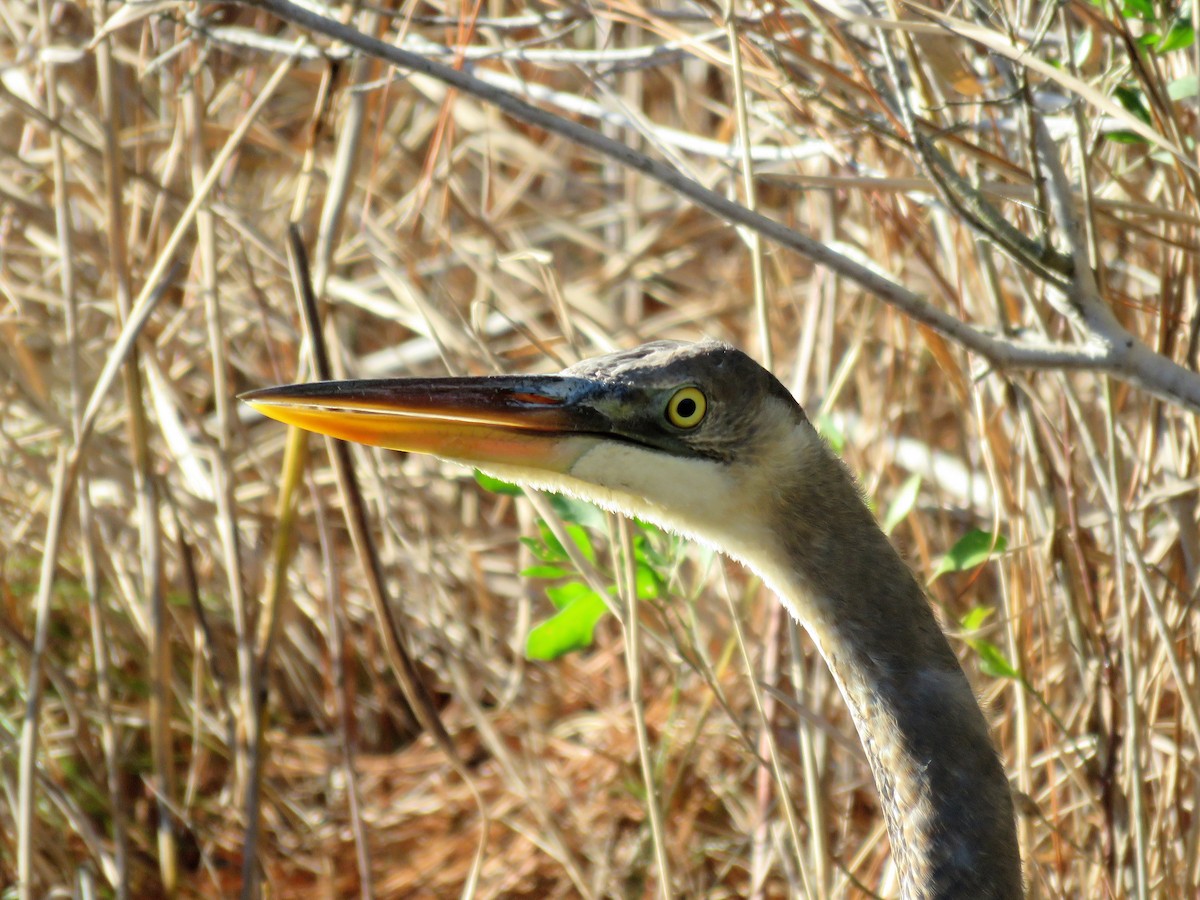 Great Blue Heron - ML22848041