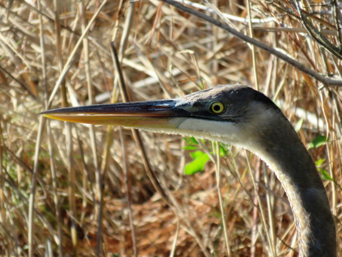Great Blue Heron - ML22848051