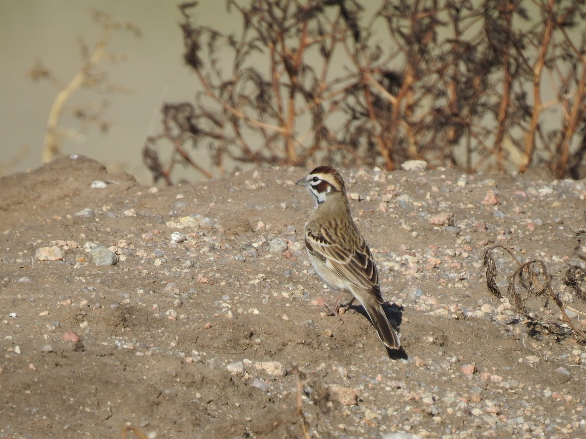 Lark Sparrow - ML228480521