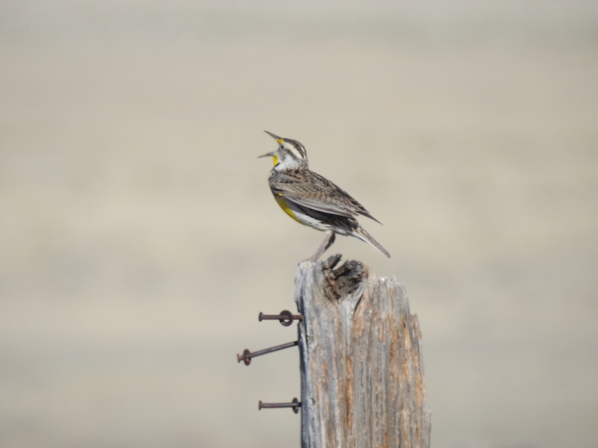 Western Meadowlark - ML228480641