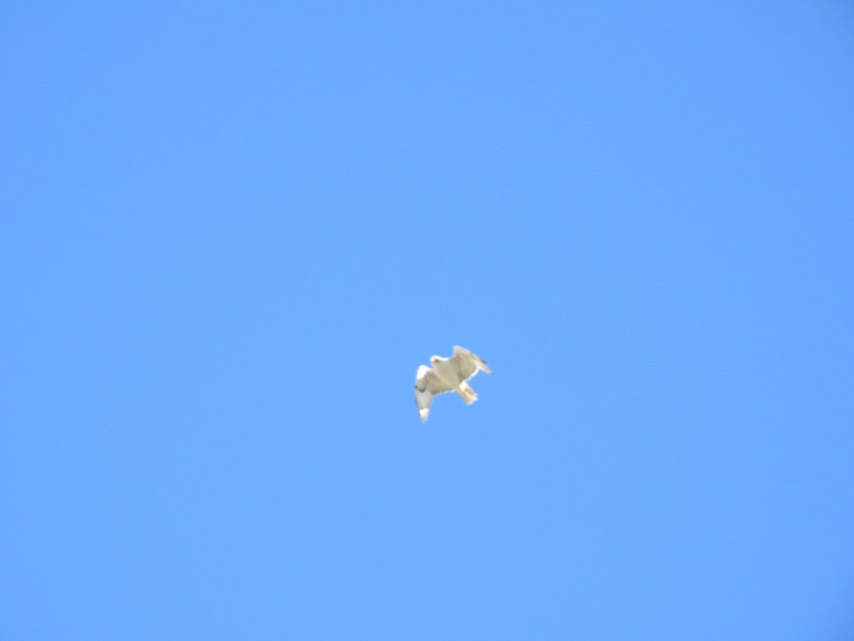 Ferruginous Hawk - ML228480931