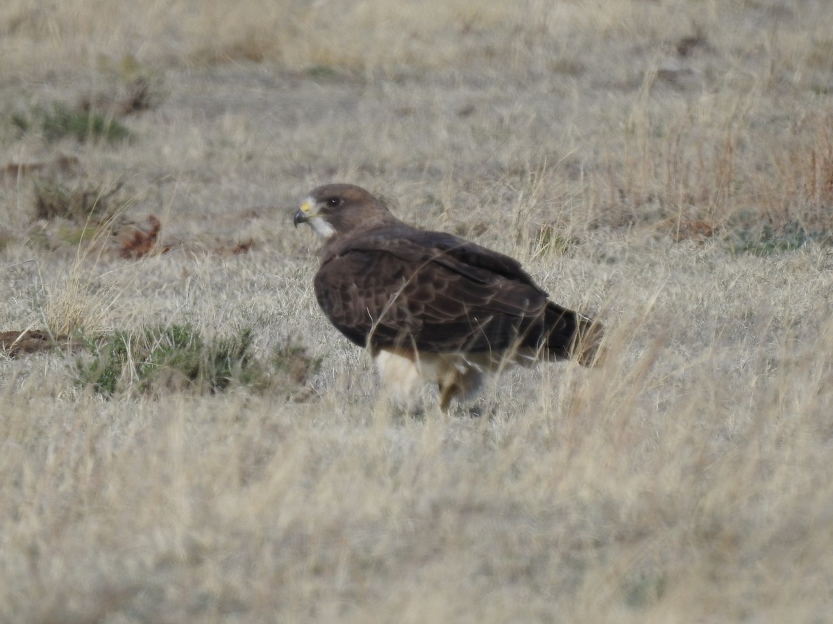 Swainson's Hawk - ML228480991