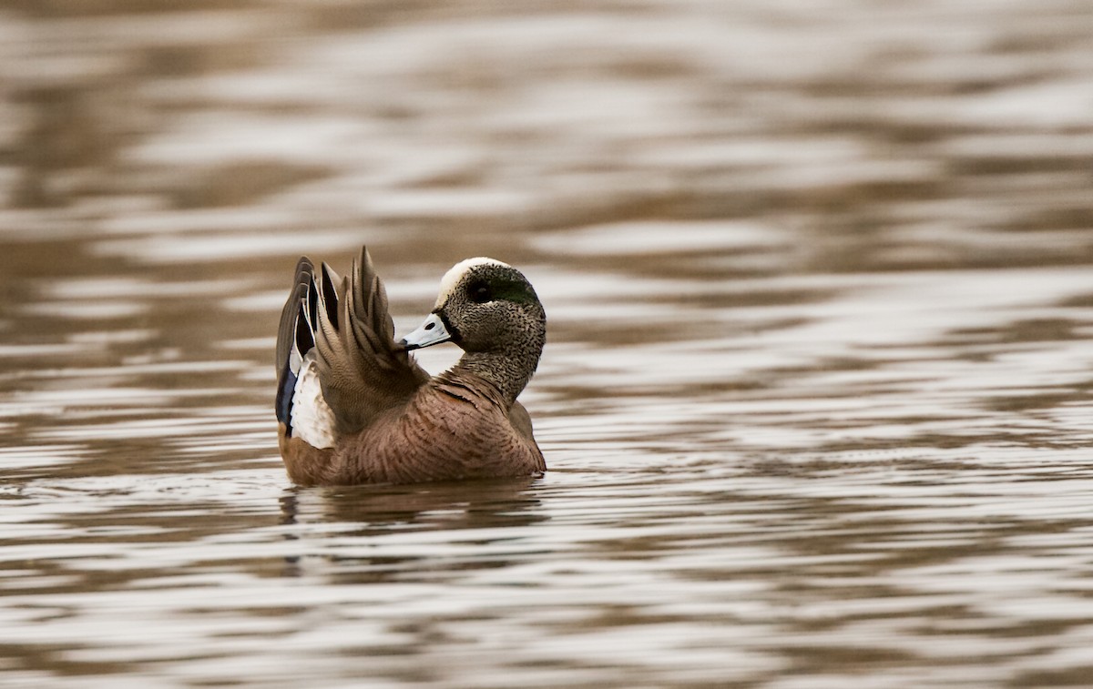 American Wigeon - ML228481121