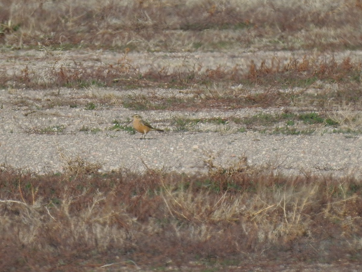 American Pipit - ML228481241
