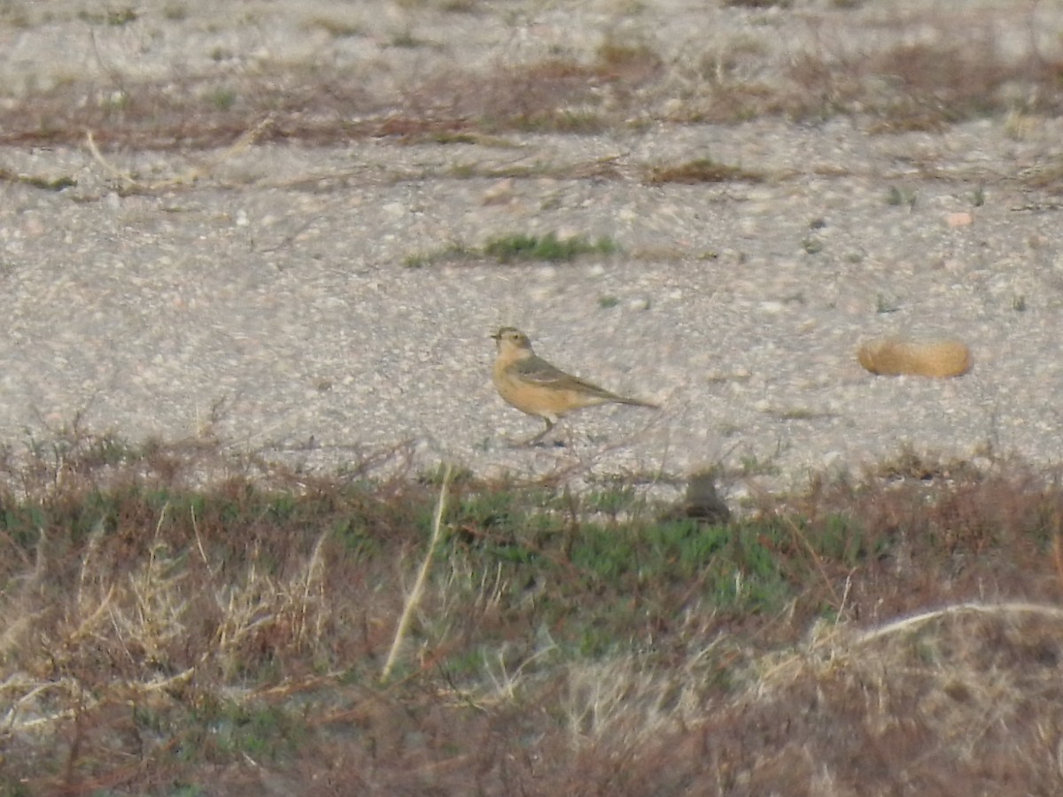 American Pipit - ML228481301