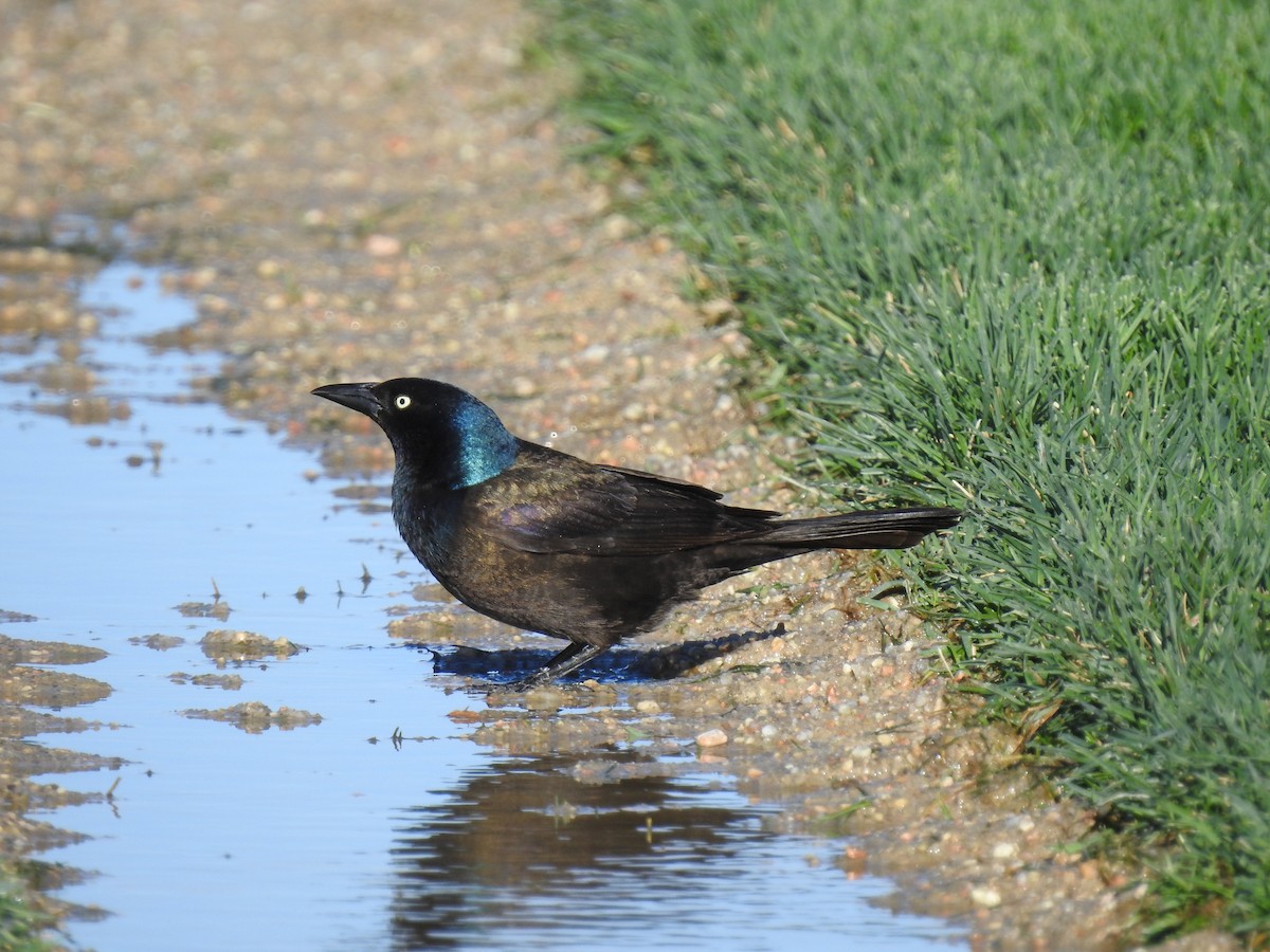 Common Grackle - ML228481611