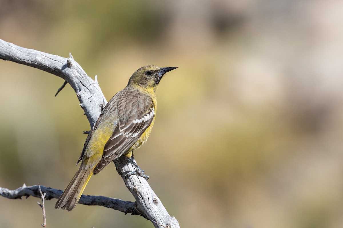 Oriole jaune-verdâtre - ML228486241