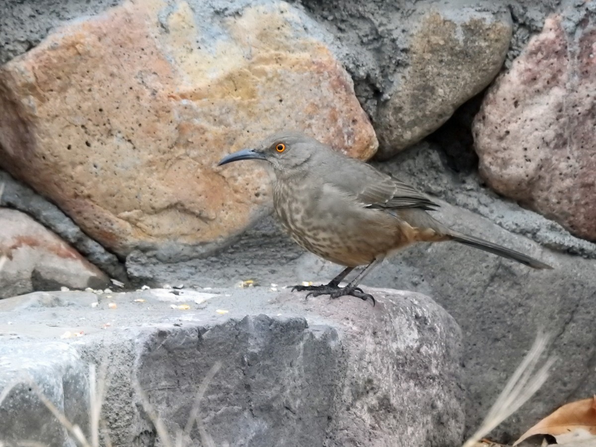 Curve-billed Thrasher - Judy Matsuoka