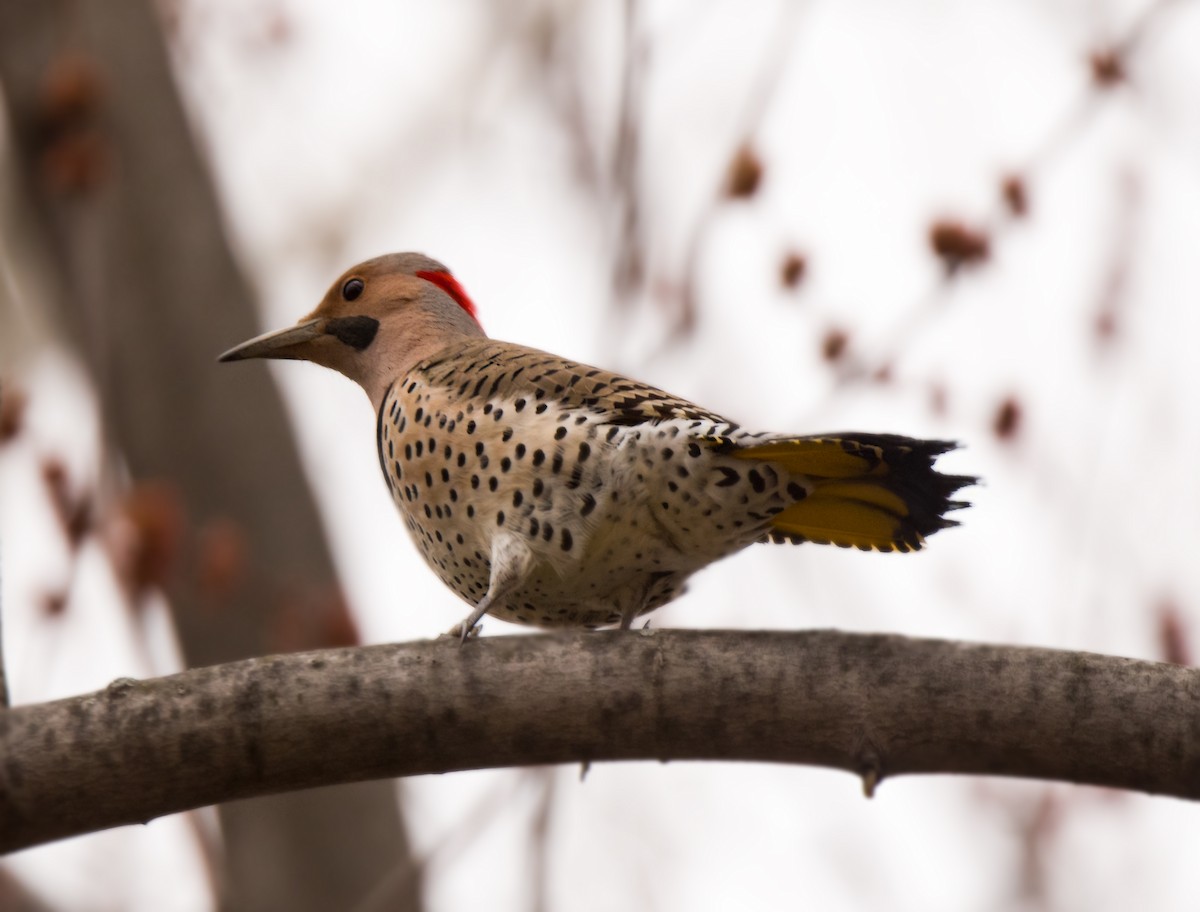 Northern Flicker - ML228486531