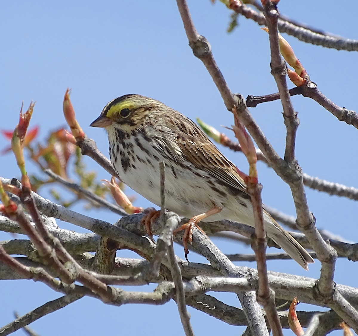 Savannah Sparrow (Savannah) - ML228487041