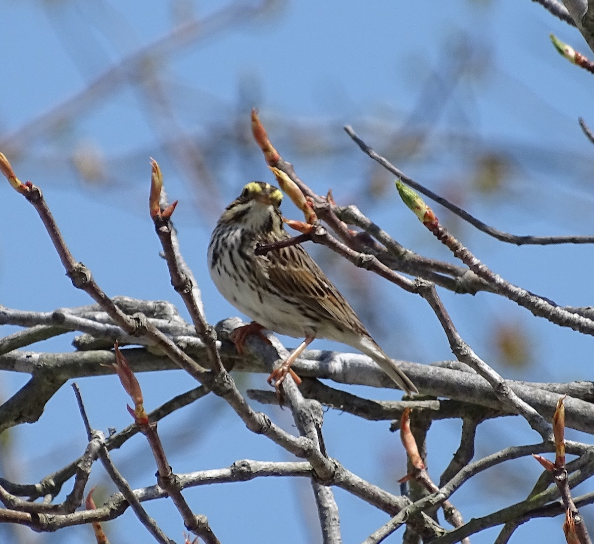 Savannah Sparrow (Savannah) - Sandra Keller