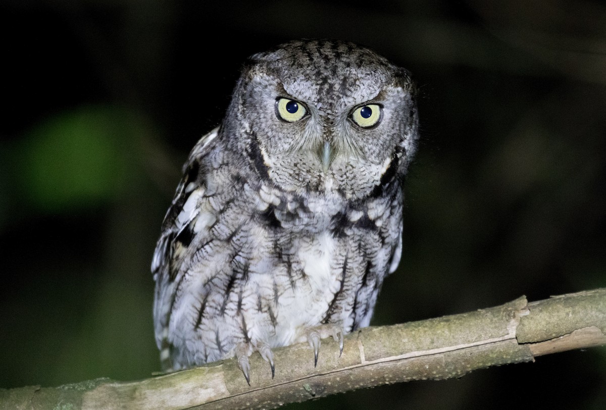 Eastern Screech-Owl - Simon Best