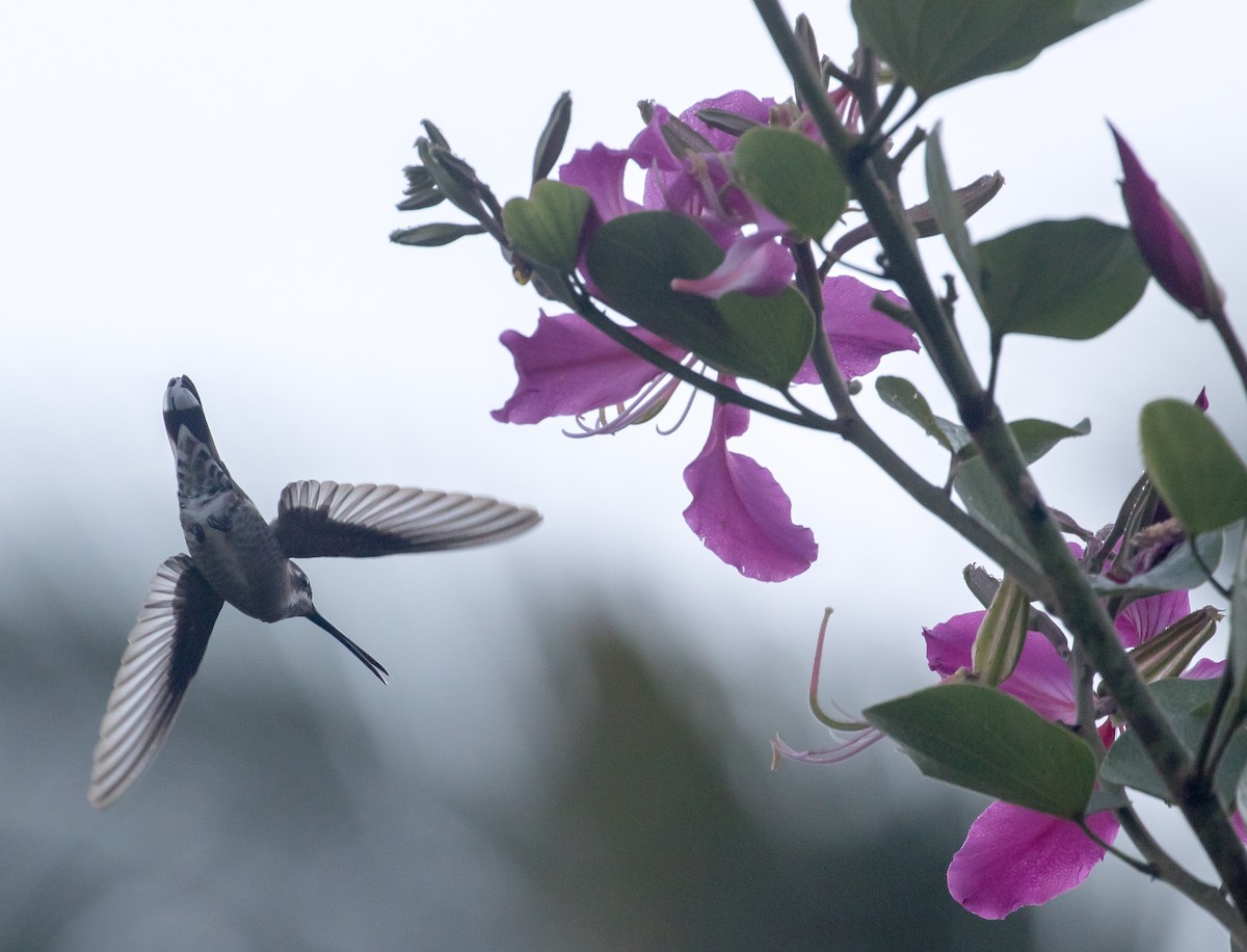 Plain-capped Starthroat - ML228489771