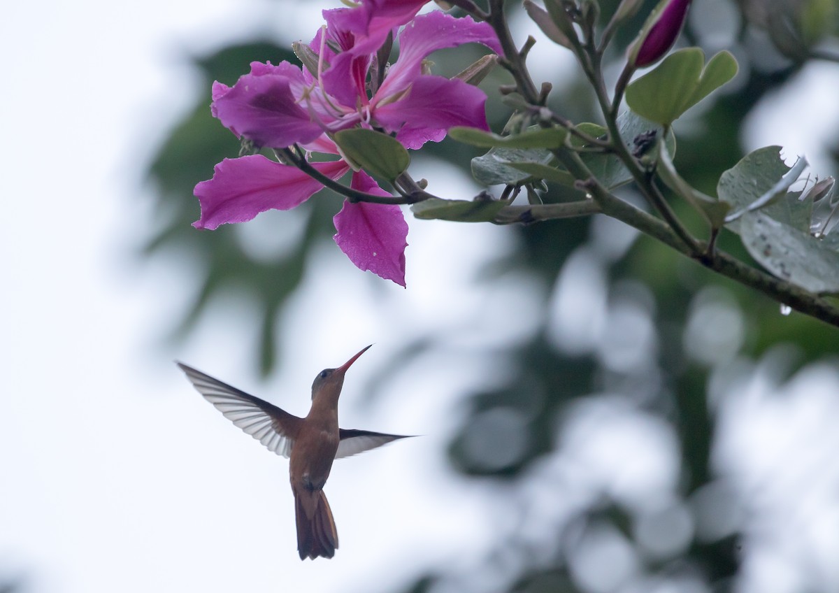 kolibřík ryšavý - ML228489811