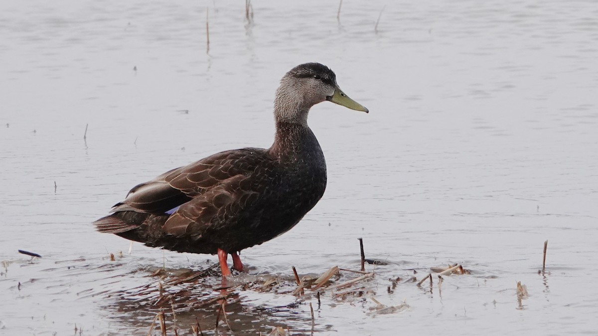 American Black Duck - André Beaulieu