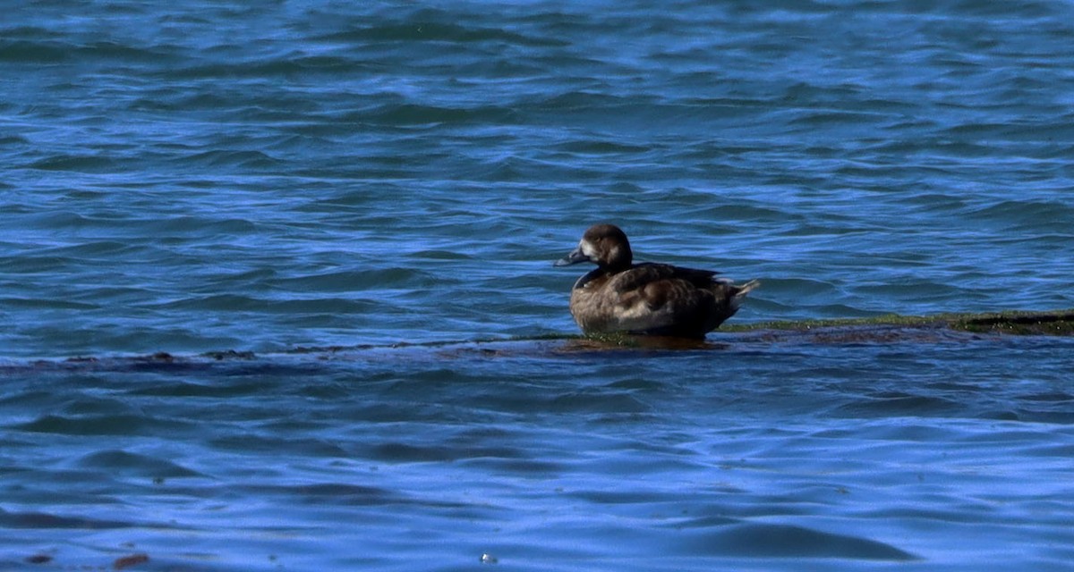 Greater Scaup - ML228492181