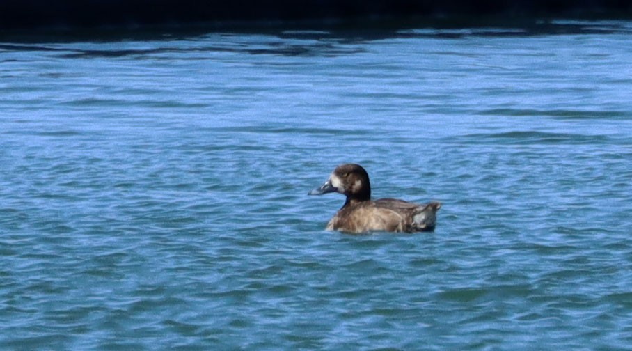 Greater Scaup - ML228492251