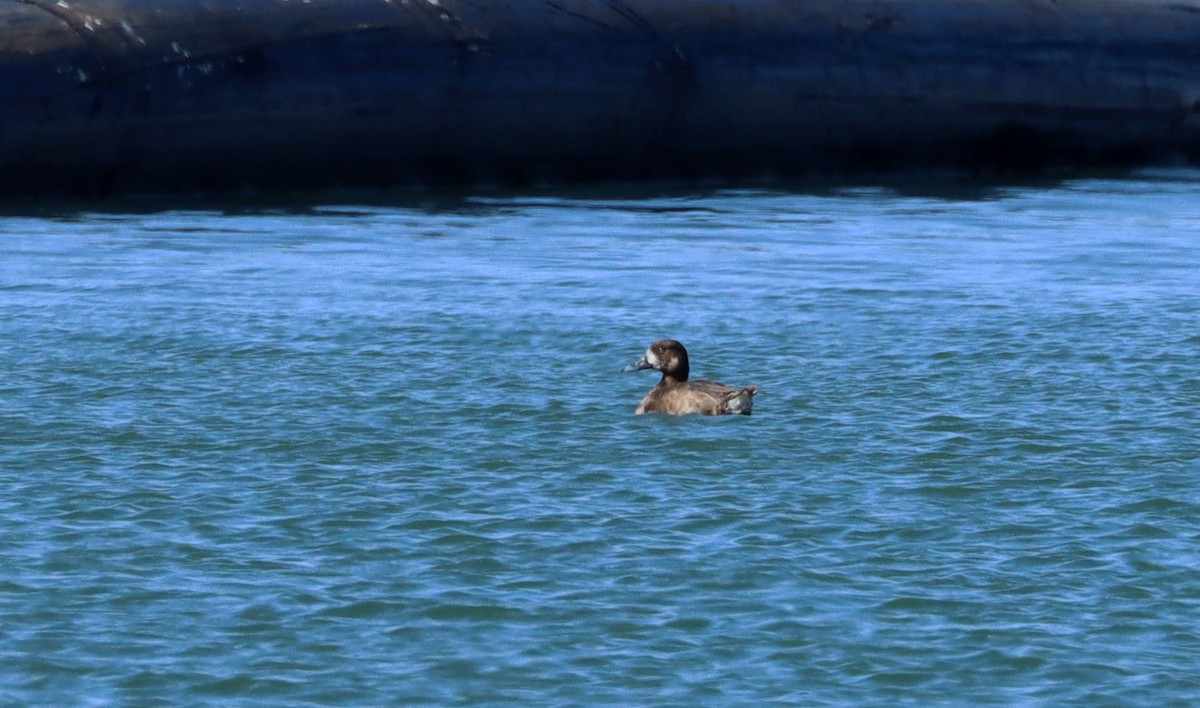 Greater Scaup - ML228492341