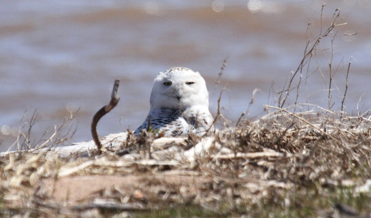 Snowy Owl - ML228494241