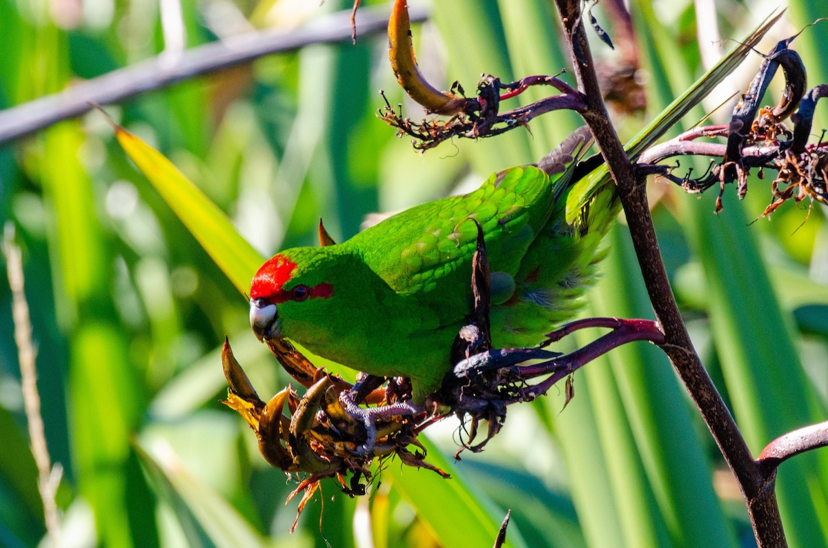 Red-crowned Parakeet - Bob Hasenick