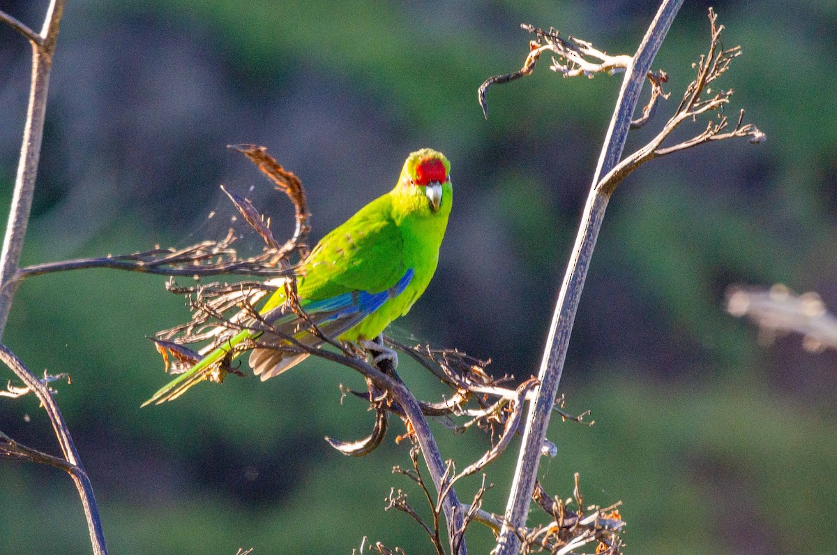 Red-crowned Parakeet - Bob Hasenick