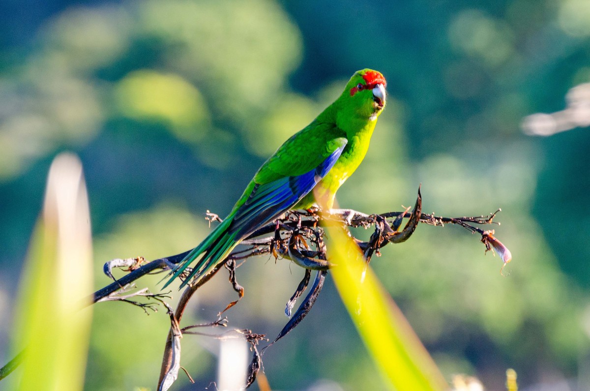 Red-crowned Parakeet - Bob Hasenick
