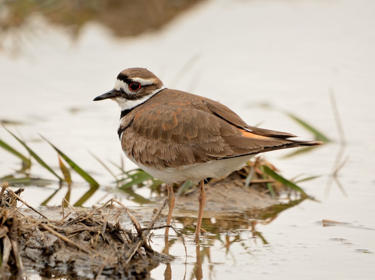 Killdeer - ML228497451