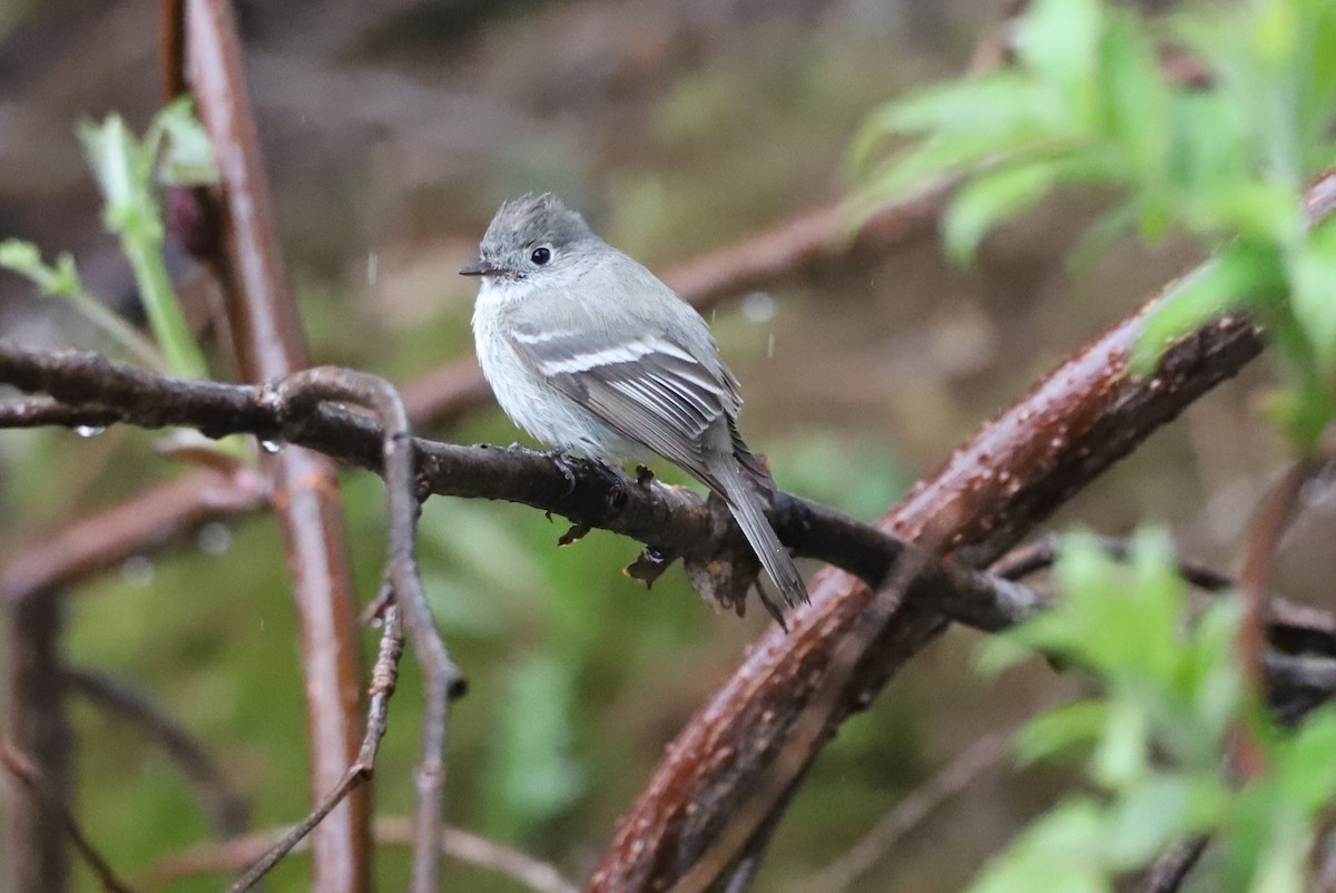 Hammond's Flycatcher - ML228498711