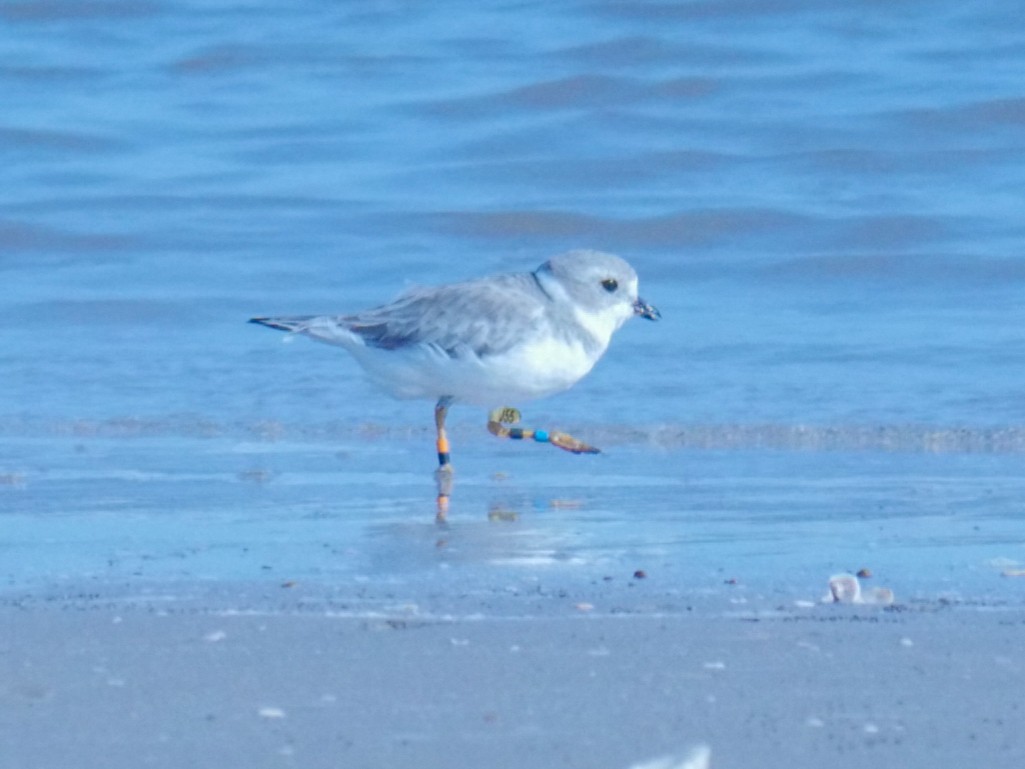 Piping Plover - ML228499831
