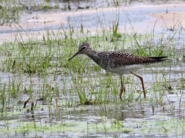 Lesser Yellowlegs - ML228500591