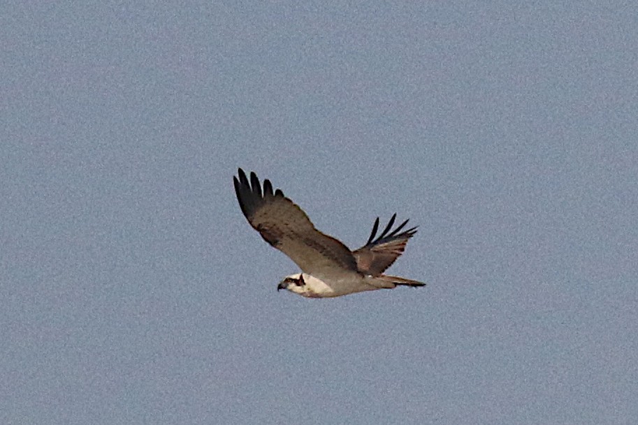 Águila Pescadora - ML228502291