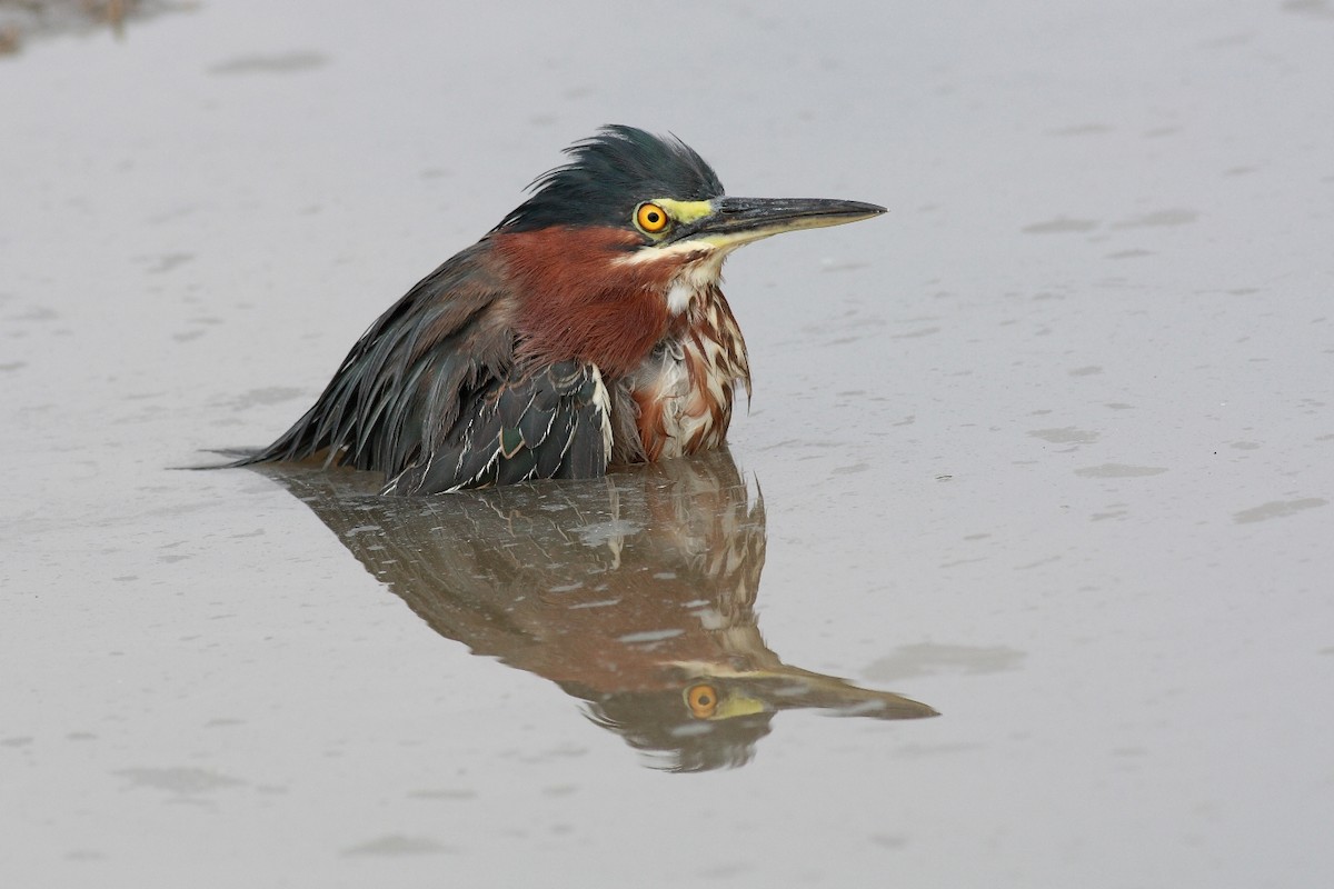 Green Heron - ML228502991