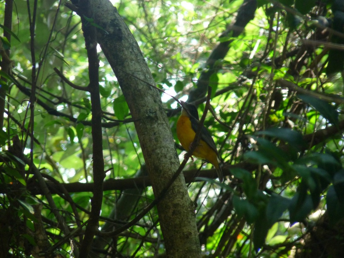 Dark-backed Weaver - ML228503121
