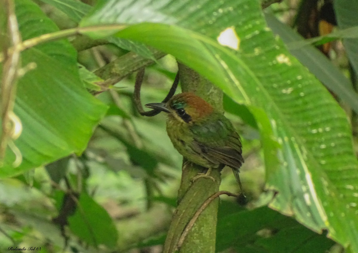 Tody Motmot - ML228503171