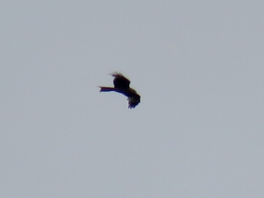 Red Kite - ML228503731