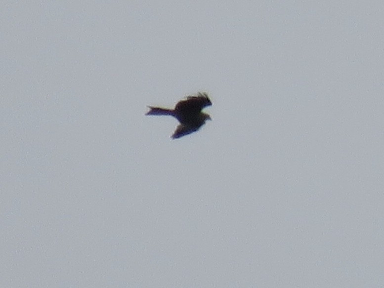 Red Kite - ML228503741