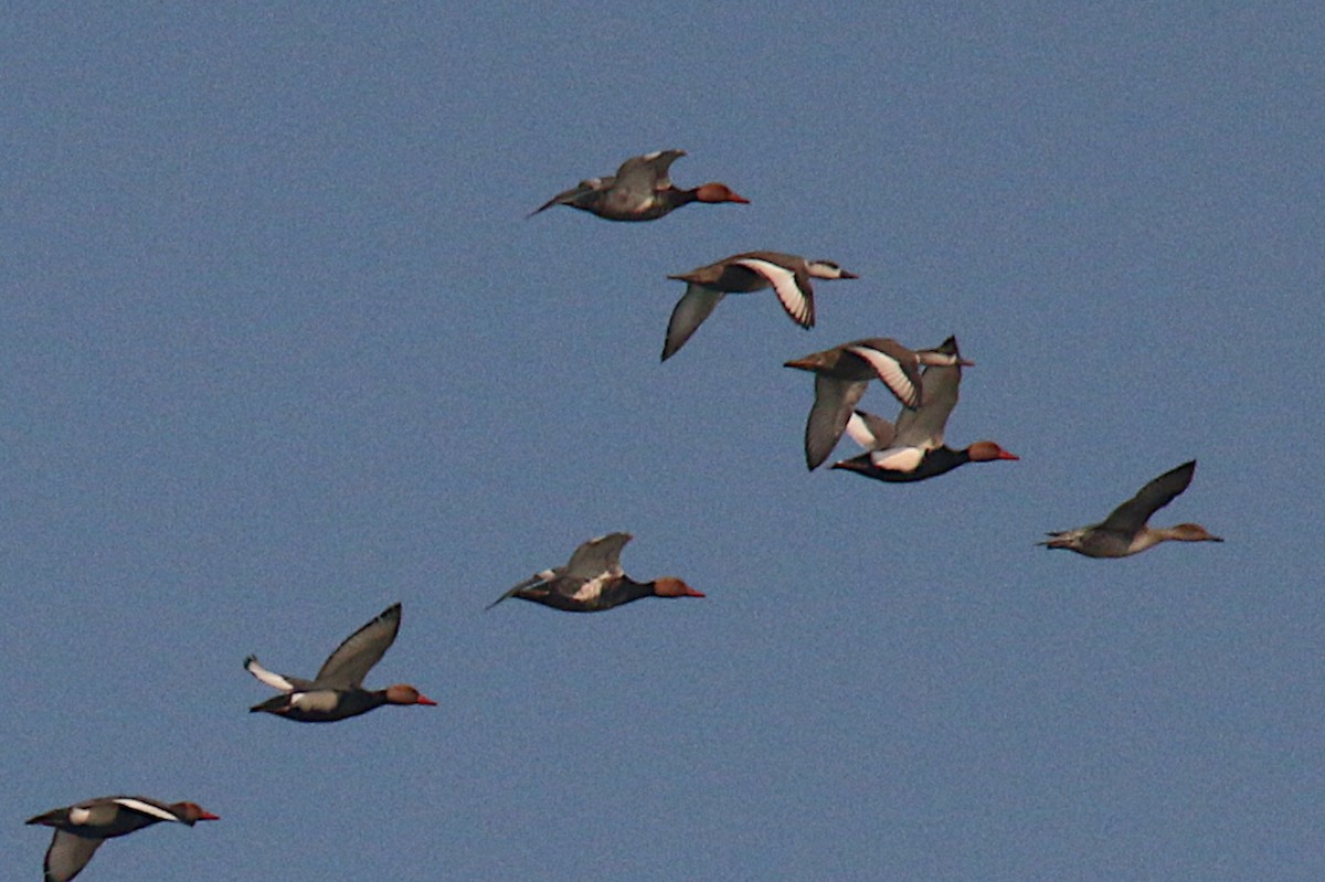 Red-crested Pochard - ML228503971